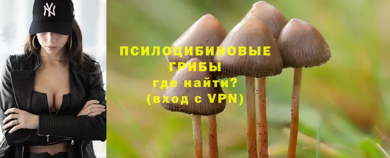 купить наркоту  Вольск  Галлюциногенные грибы Psilocybe 